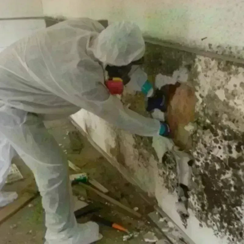 Mold Remediation and Removal in Columbus, NM